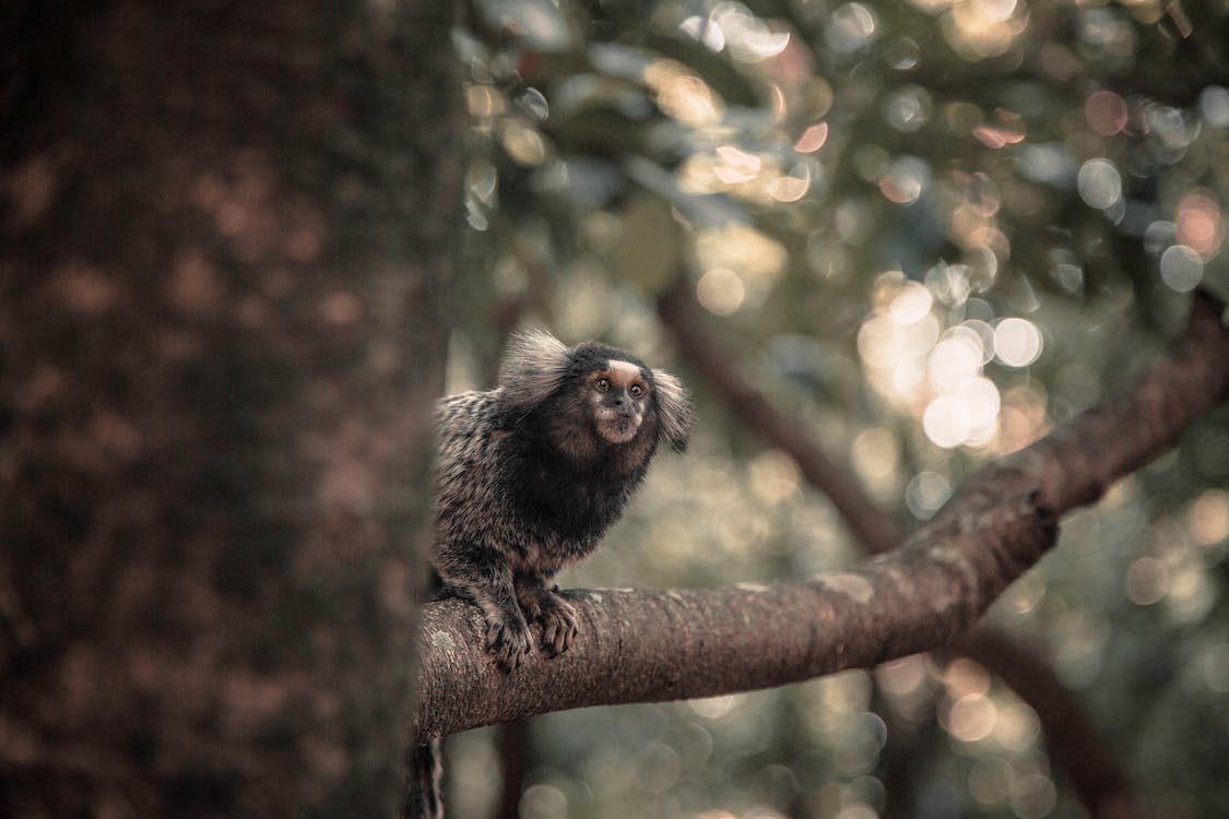 A Marmoset Monkey on a tree branch